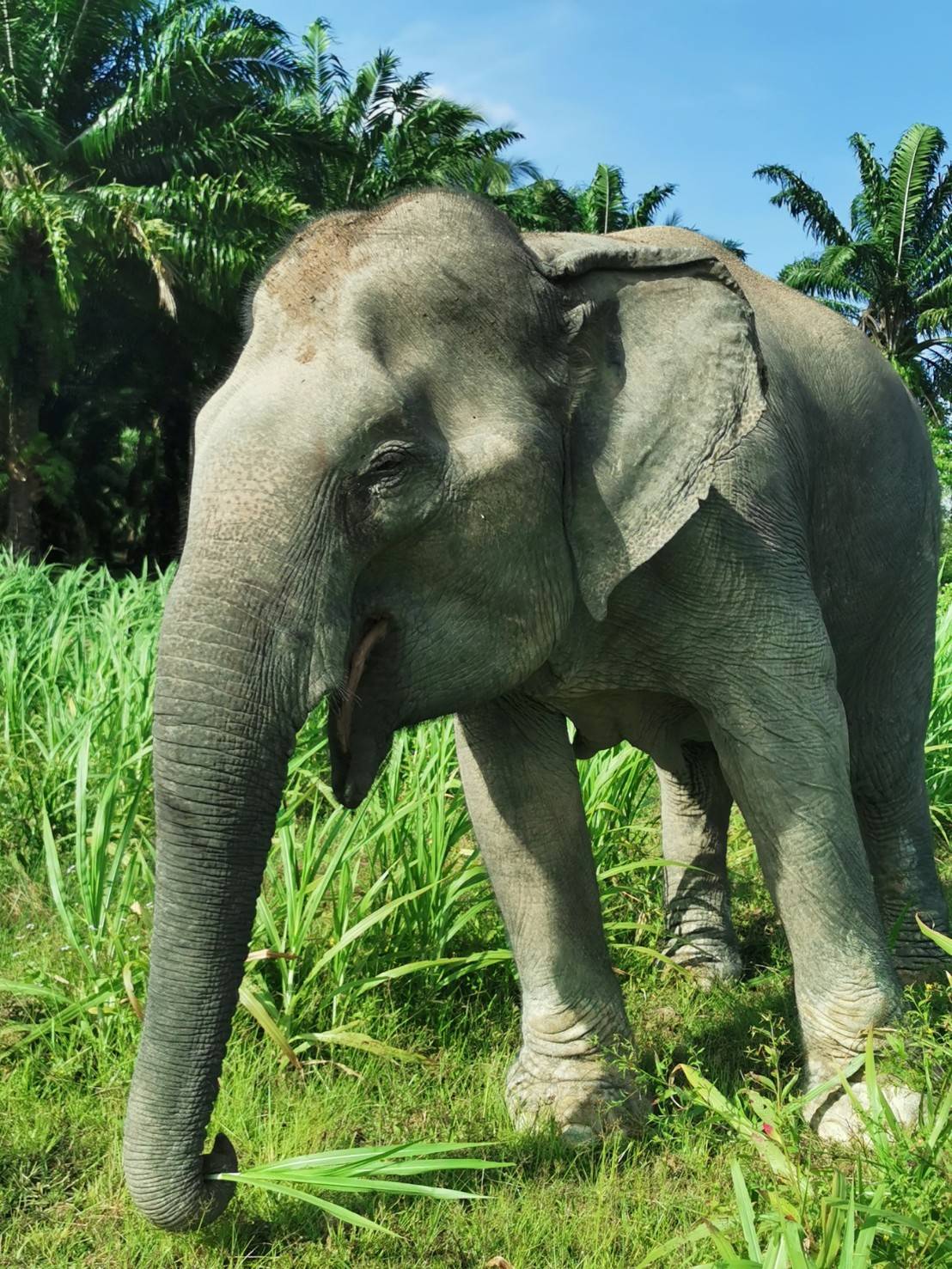 Our Elephants - Lanta Elephant Sanctuary