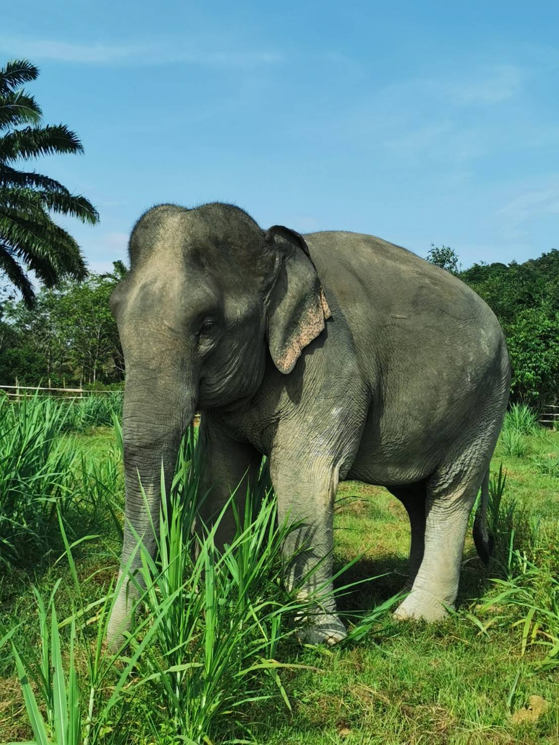 Our Elephants - Lanta Elephant Sanctuary