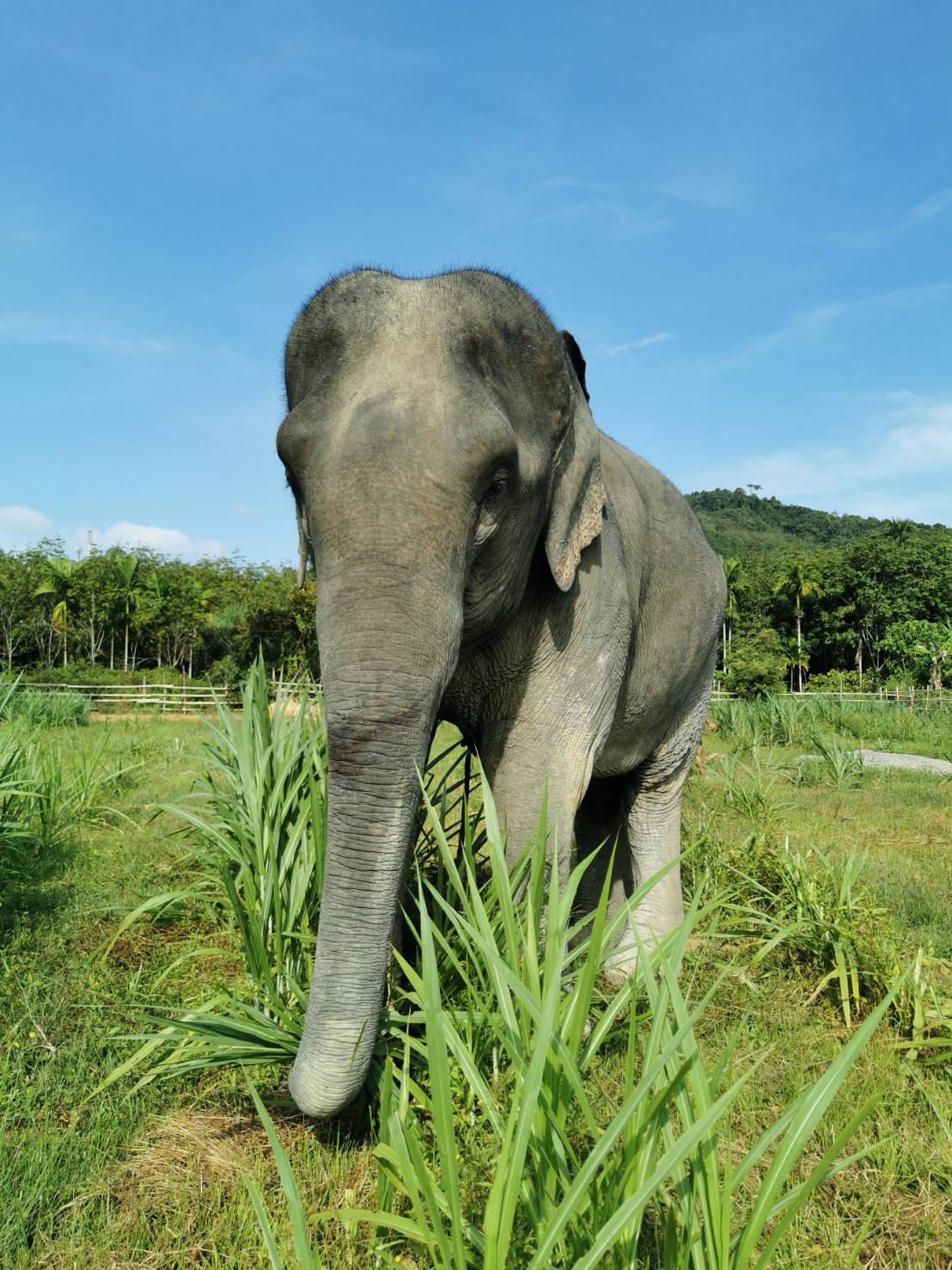 Our Elephants - Lanta Elephant Sanctuary