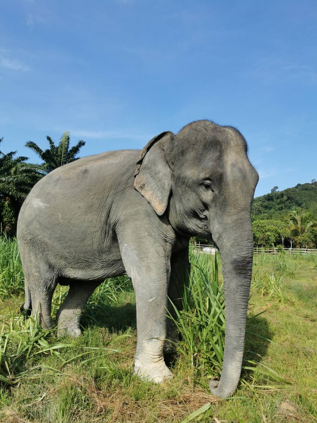 Our Elephants - Lanta Elephant Sanctuary