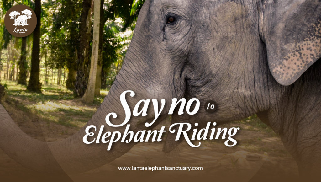 Say no to Elephant Riding
