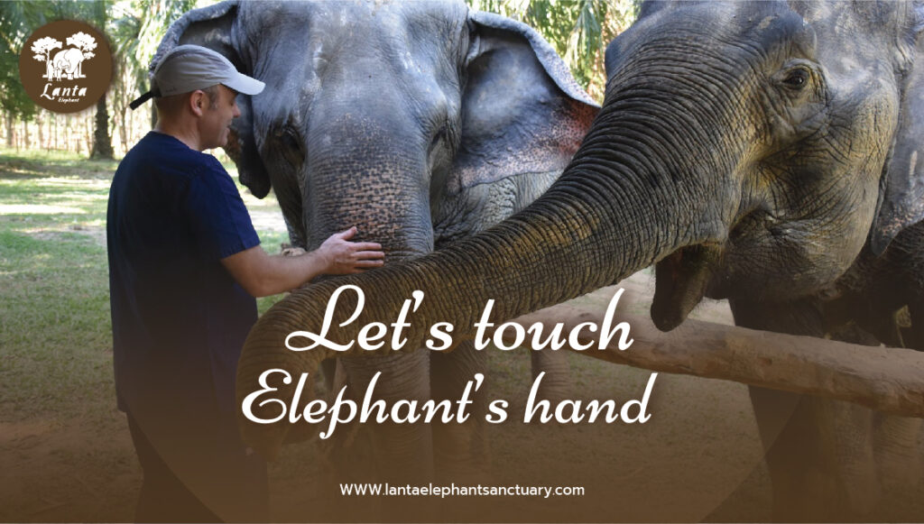 Let’s touch elephant’s hand