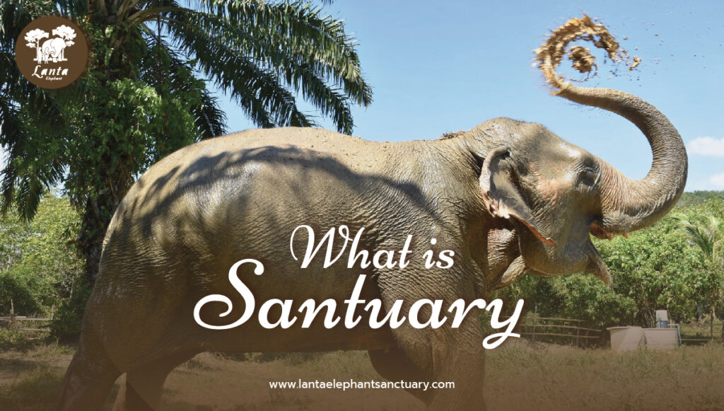 What is the sanctuary