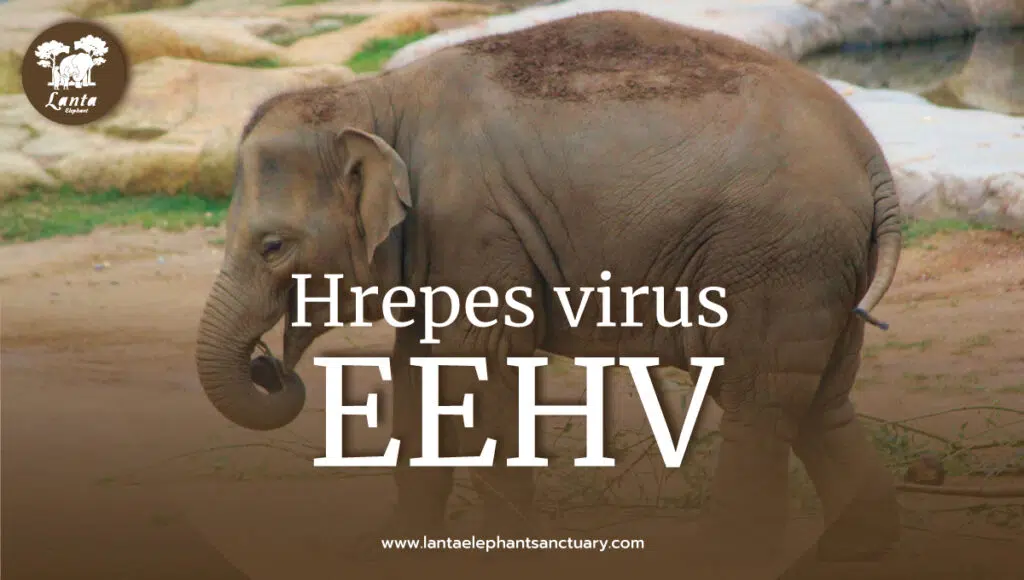 Elephant Endotheliotropic Herpes virus