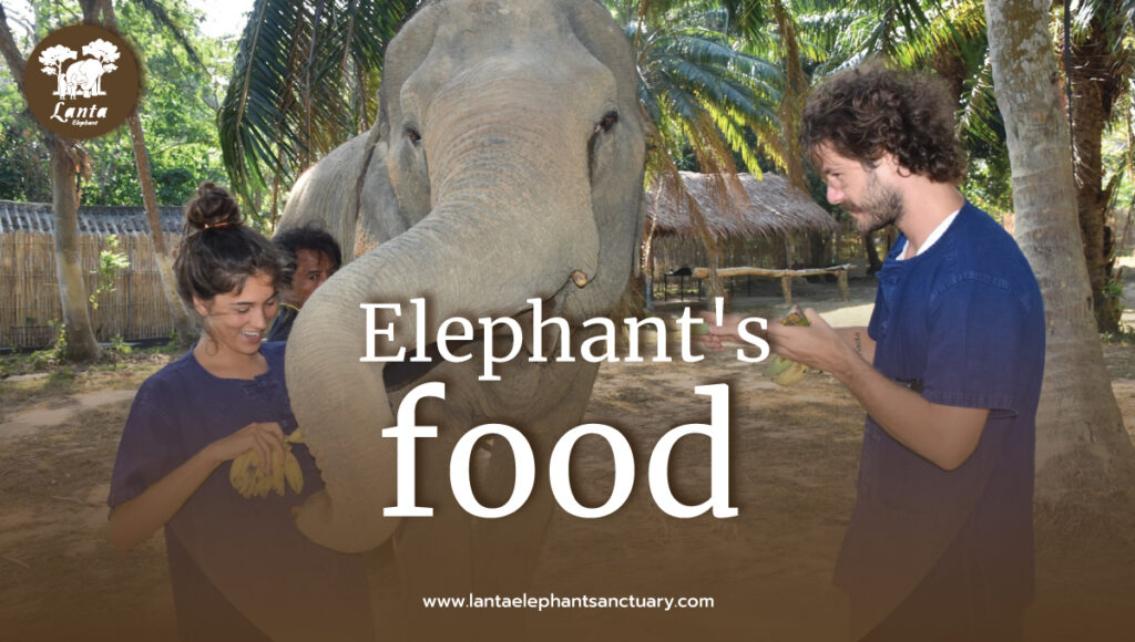 elephants-food