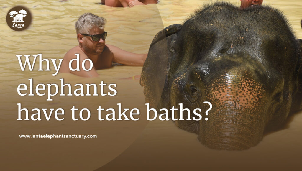 elephants have to take baths