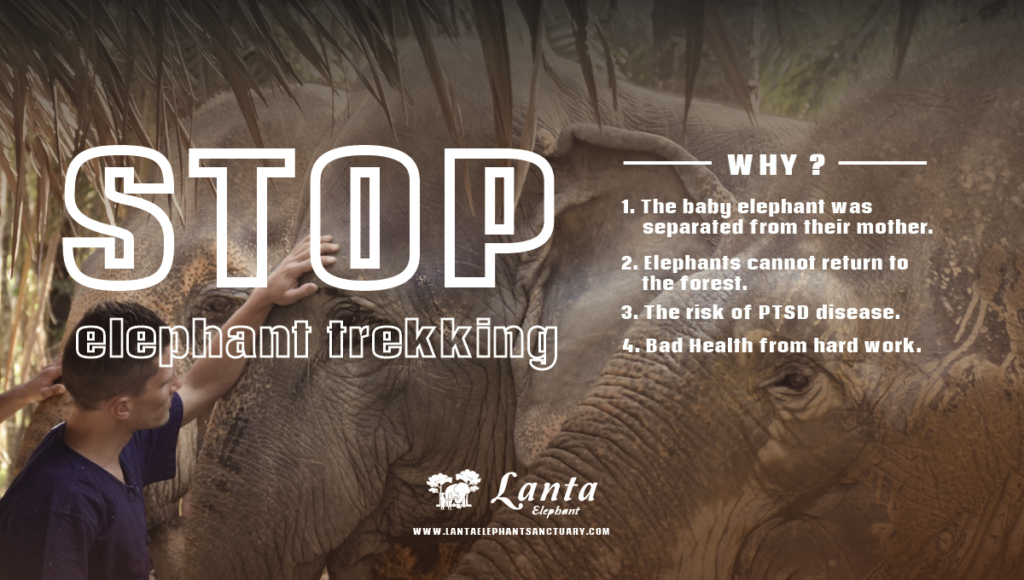 Stop elephant trekking