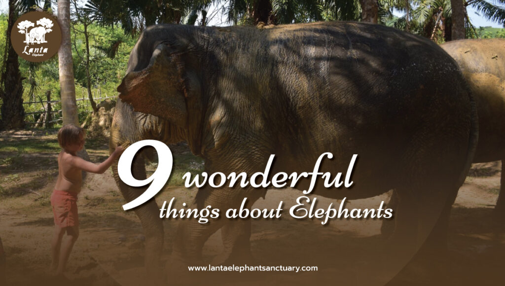 9 wonderful Elephants
