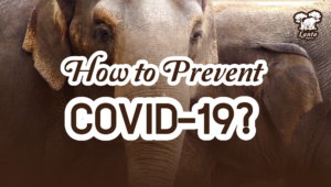 How to Prevent COVID-19?