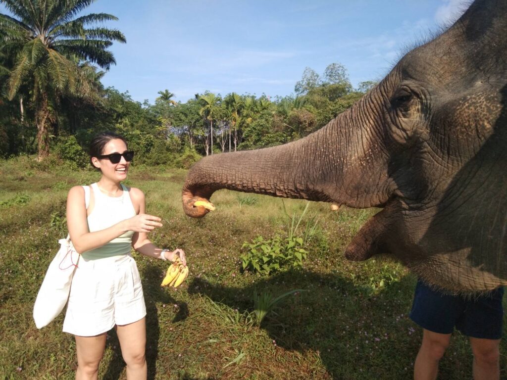Elephant Paper + Herbal Medicine