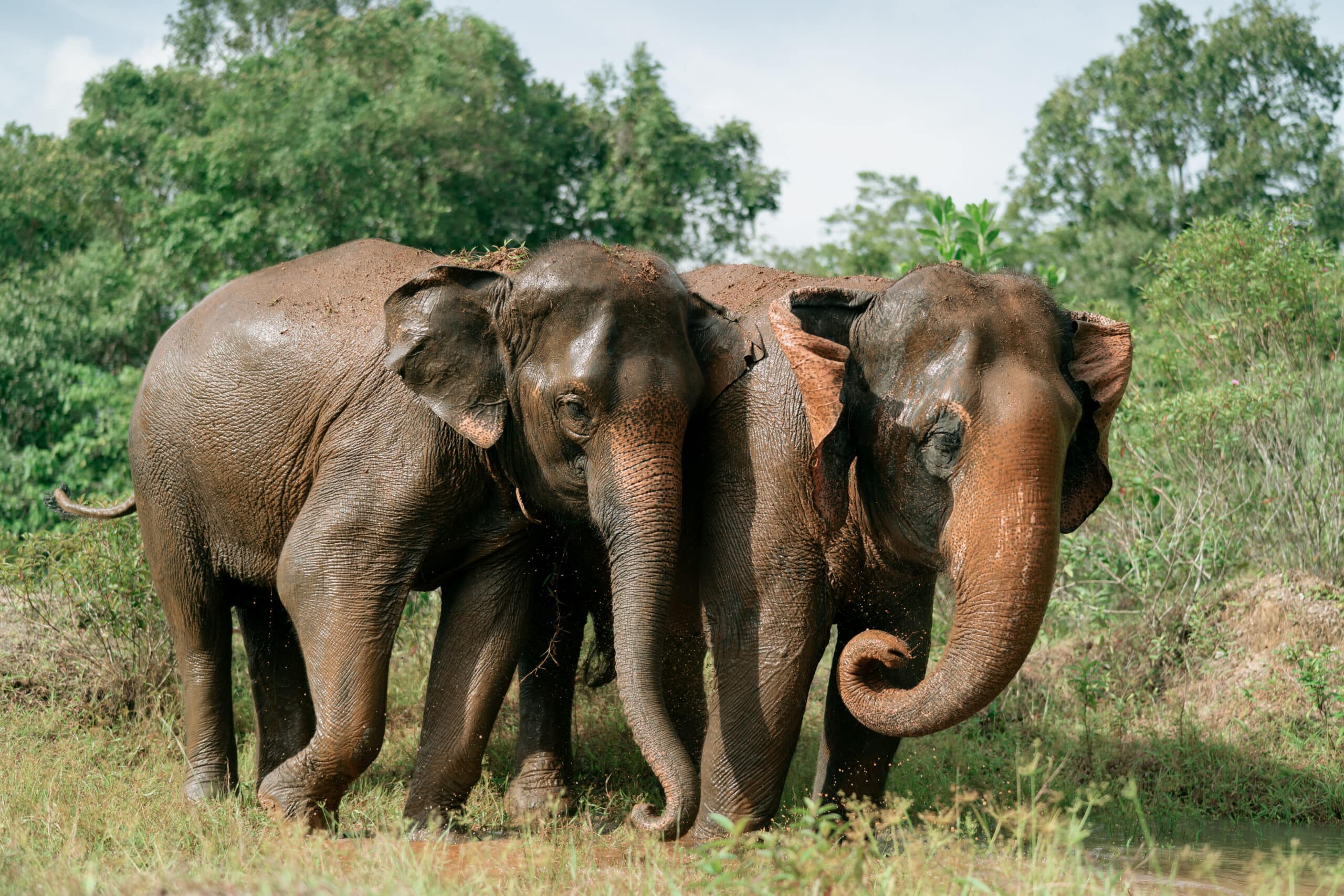 What Does It Mean When An Elephant Flaps Its Ears Lanta Elephant 