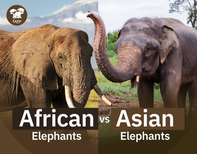 Pictures Of African And Asian Elephants